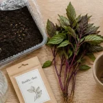 Basilic thaï en semis : terreau, graines et vaporisateur